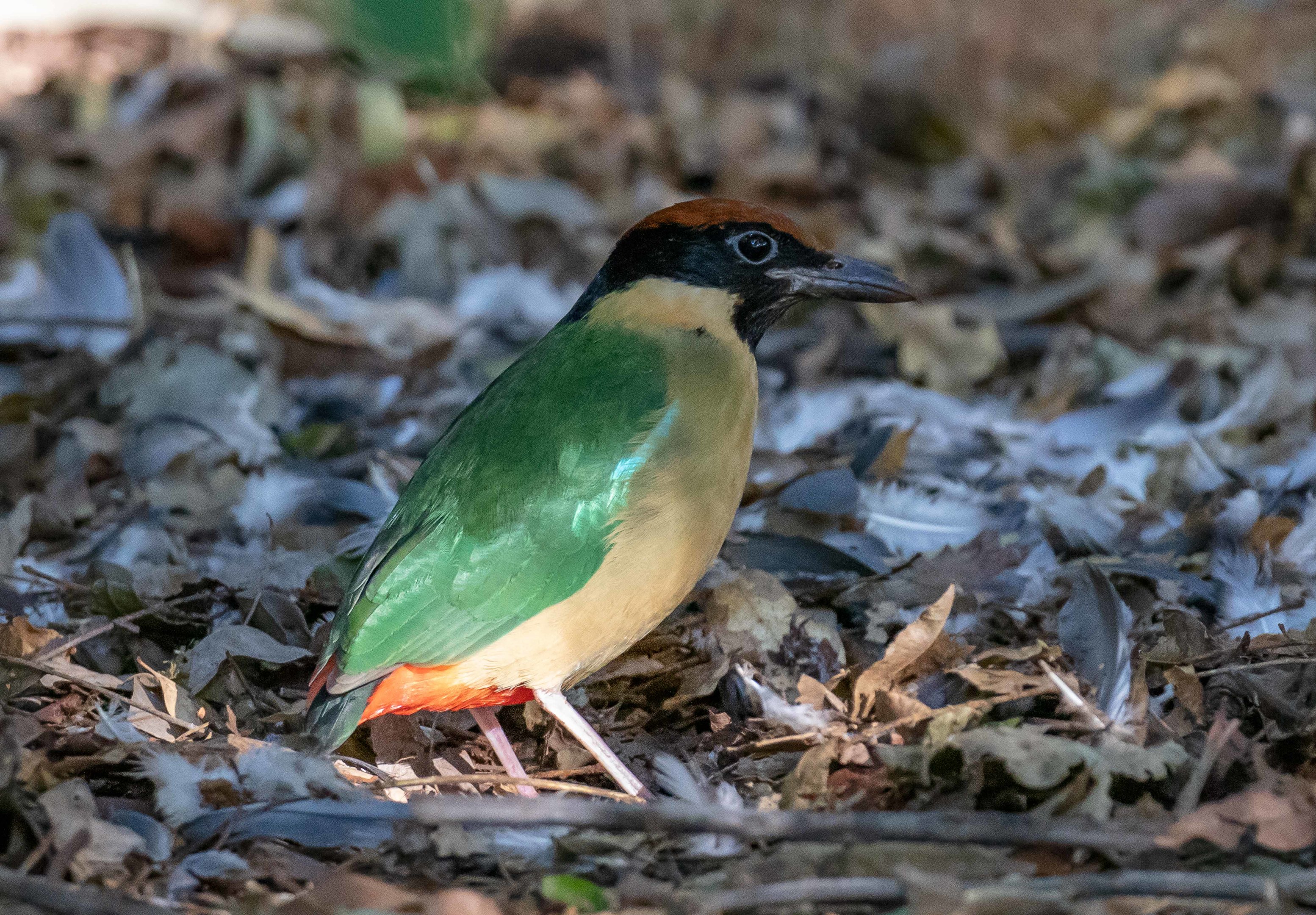 Noisy PItta