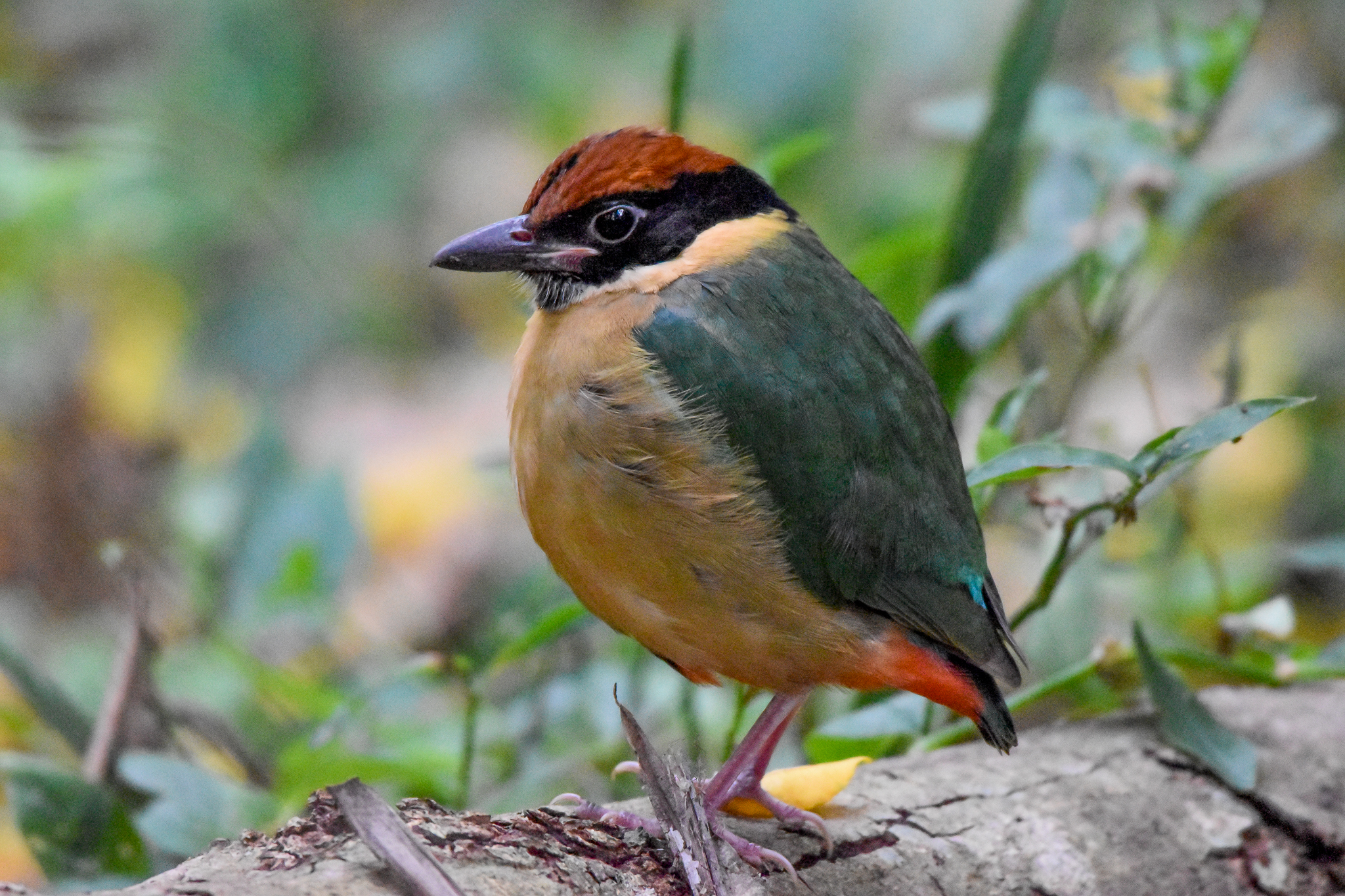 Noisy Pitta