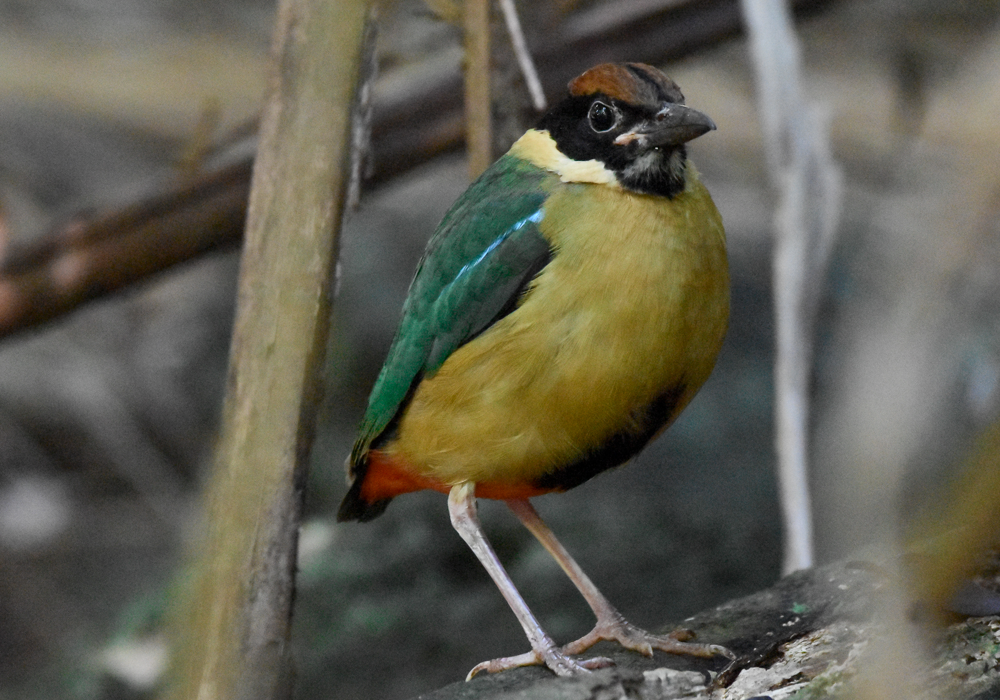 Noisy Pitta