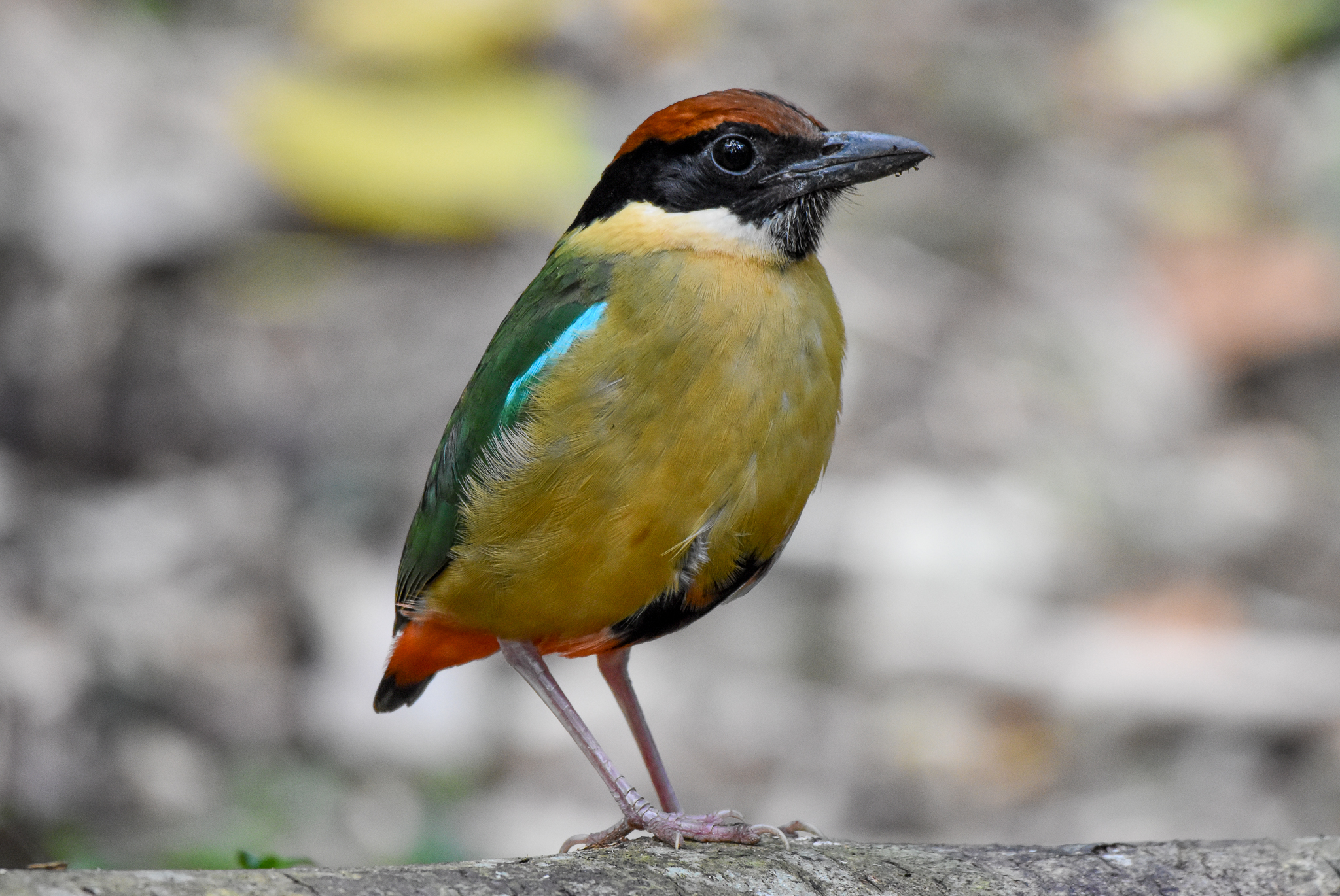 Noisy Pitta