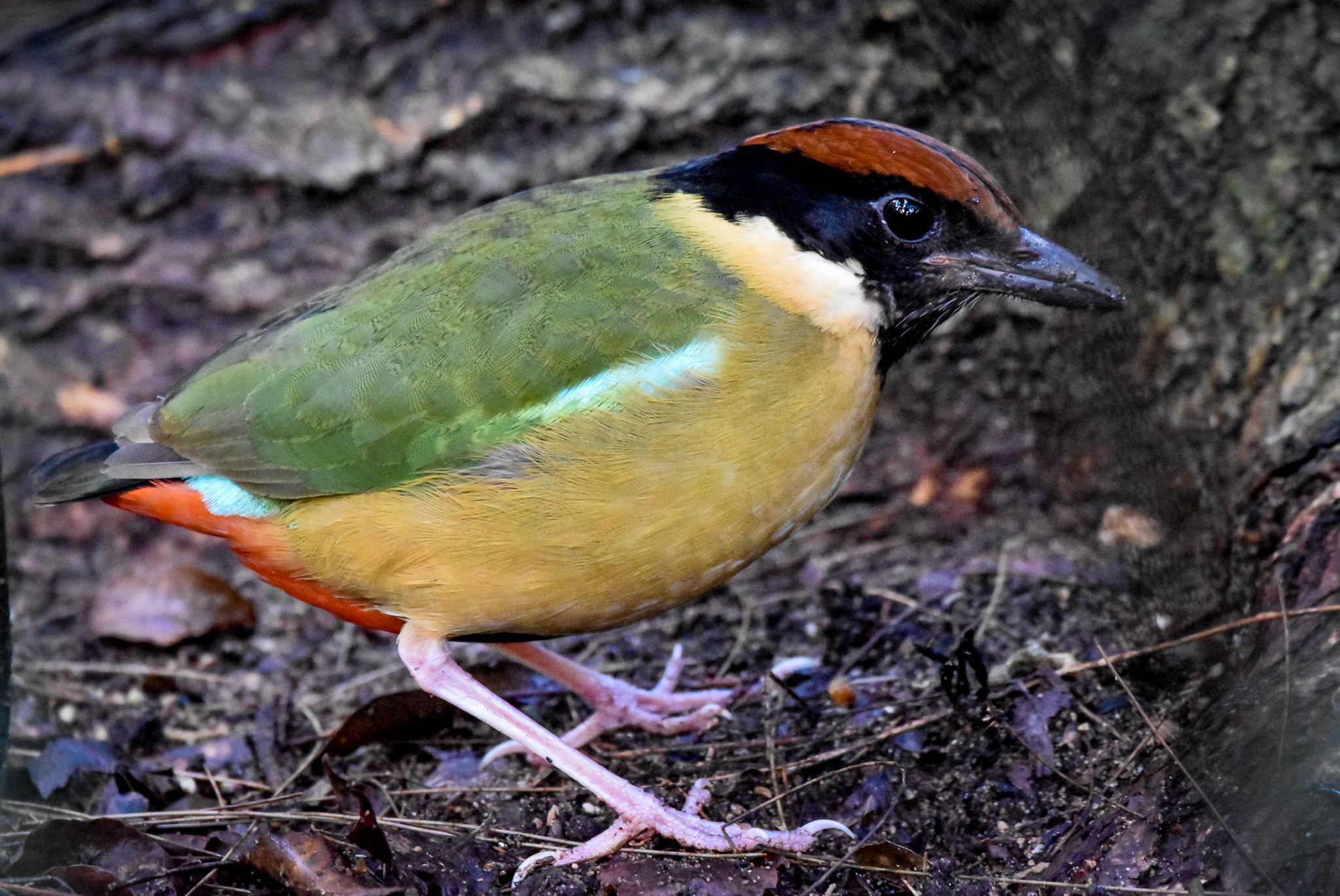 Noisy Pitta
