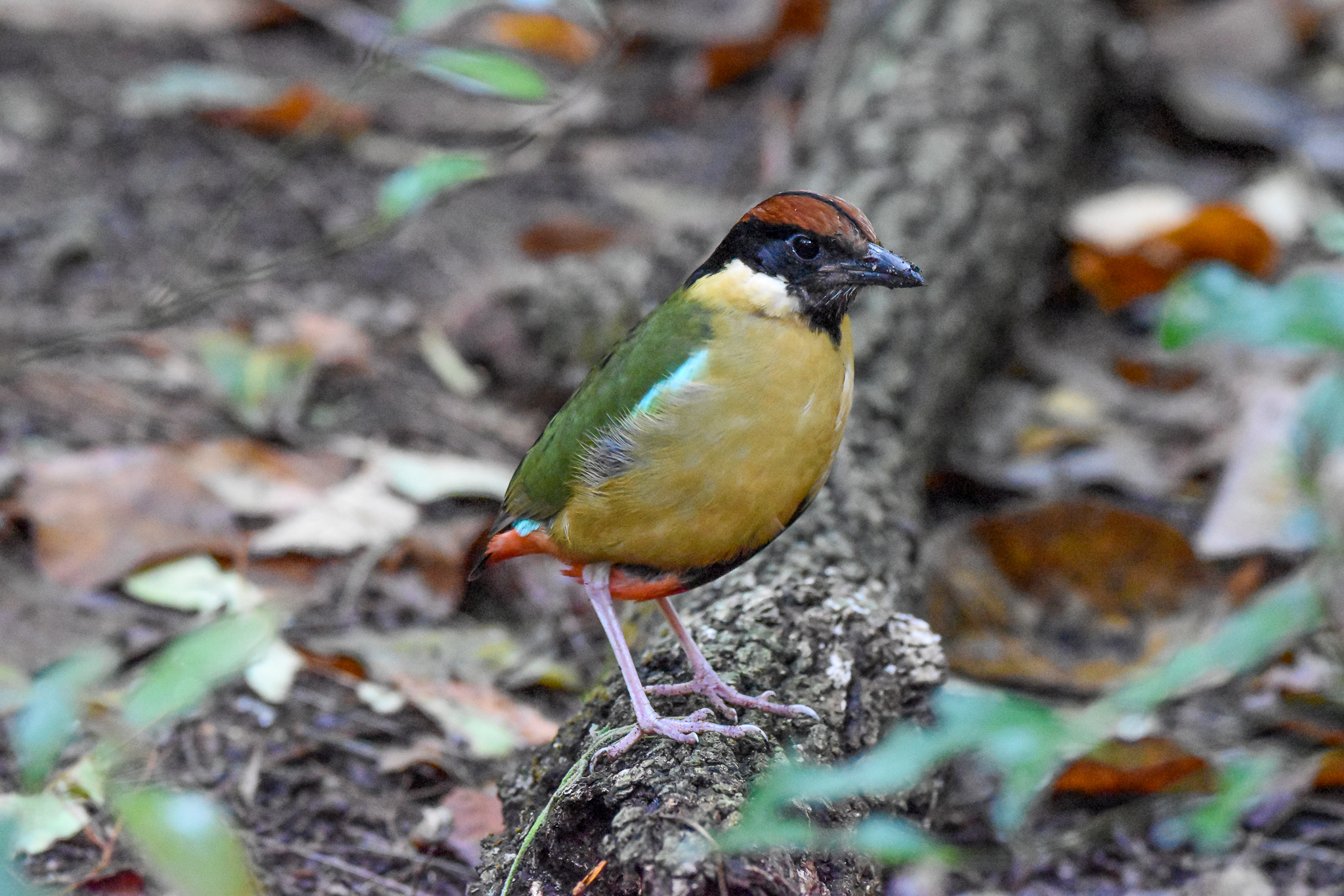 Noisy Pitta