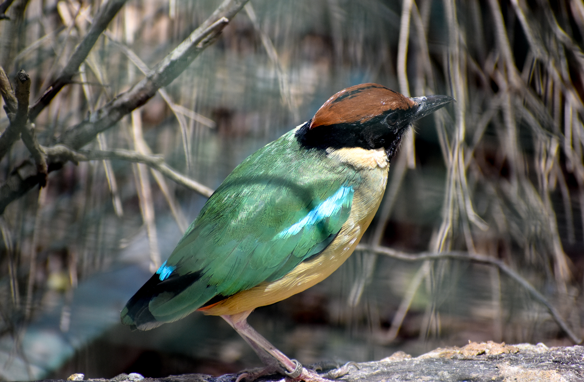 Noisy Pitta