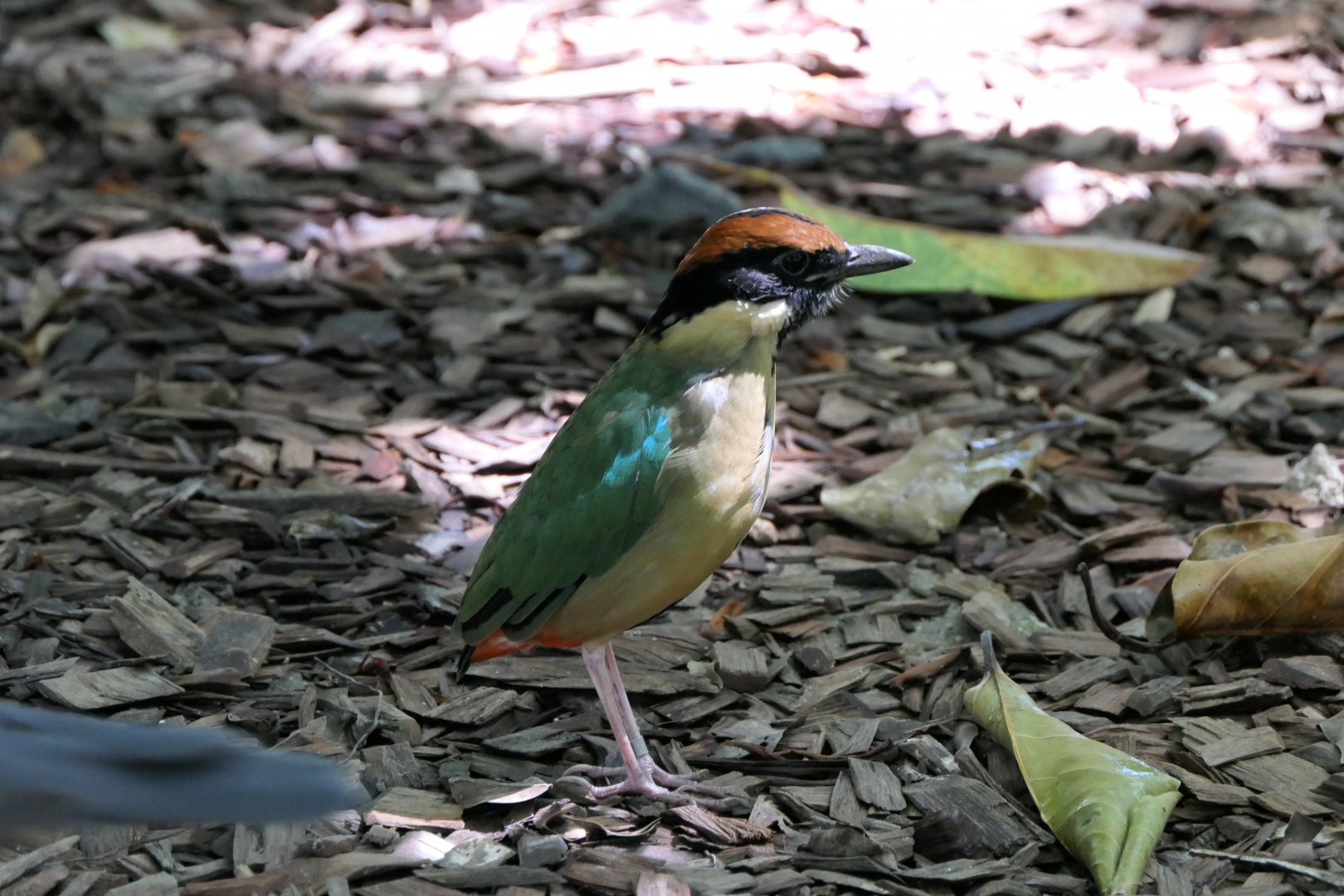 Noisy Pitta