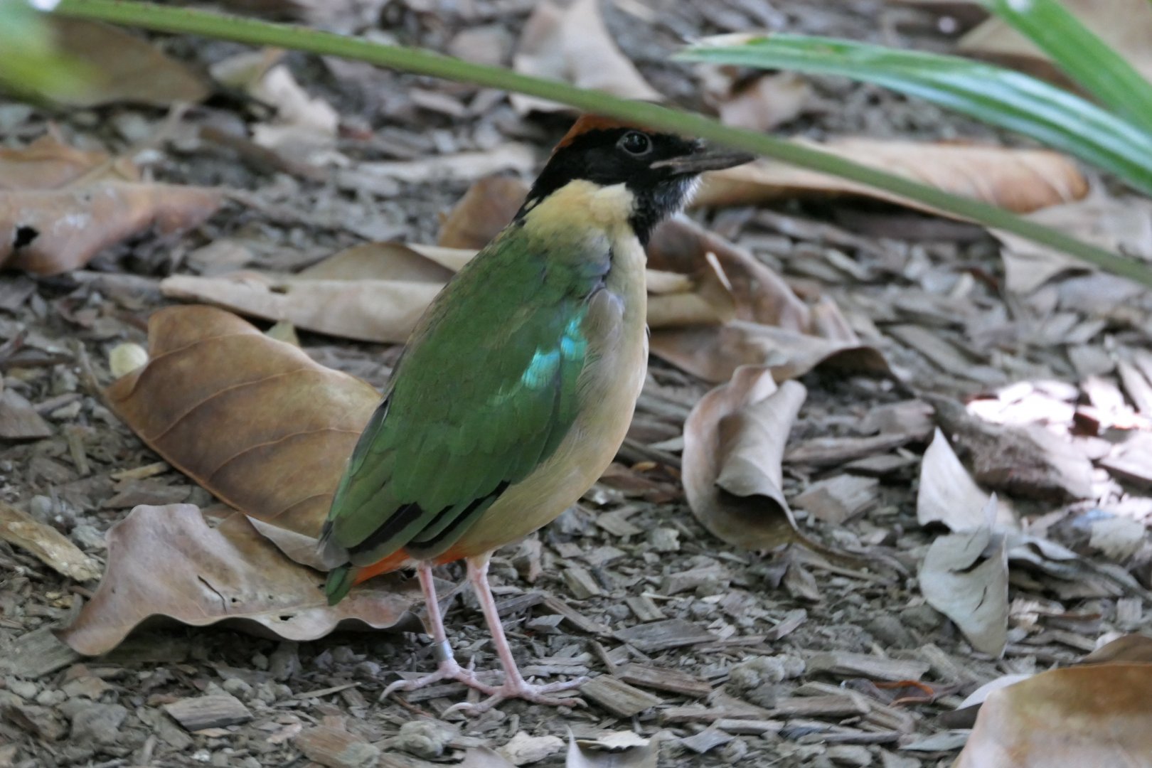 Noisy Pitta