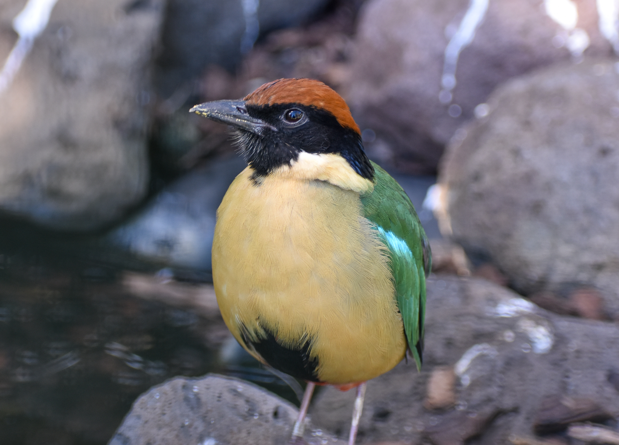 Noisy Pitta