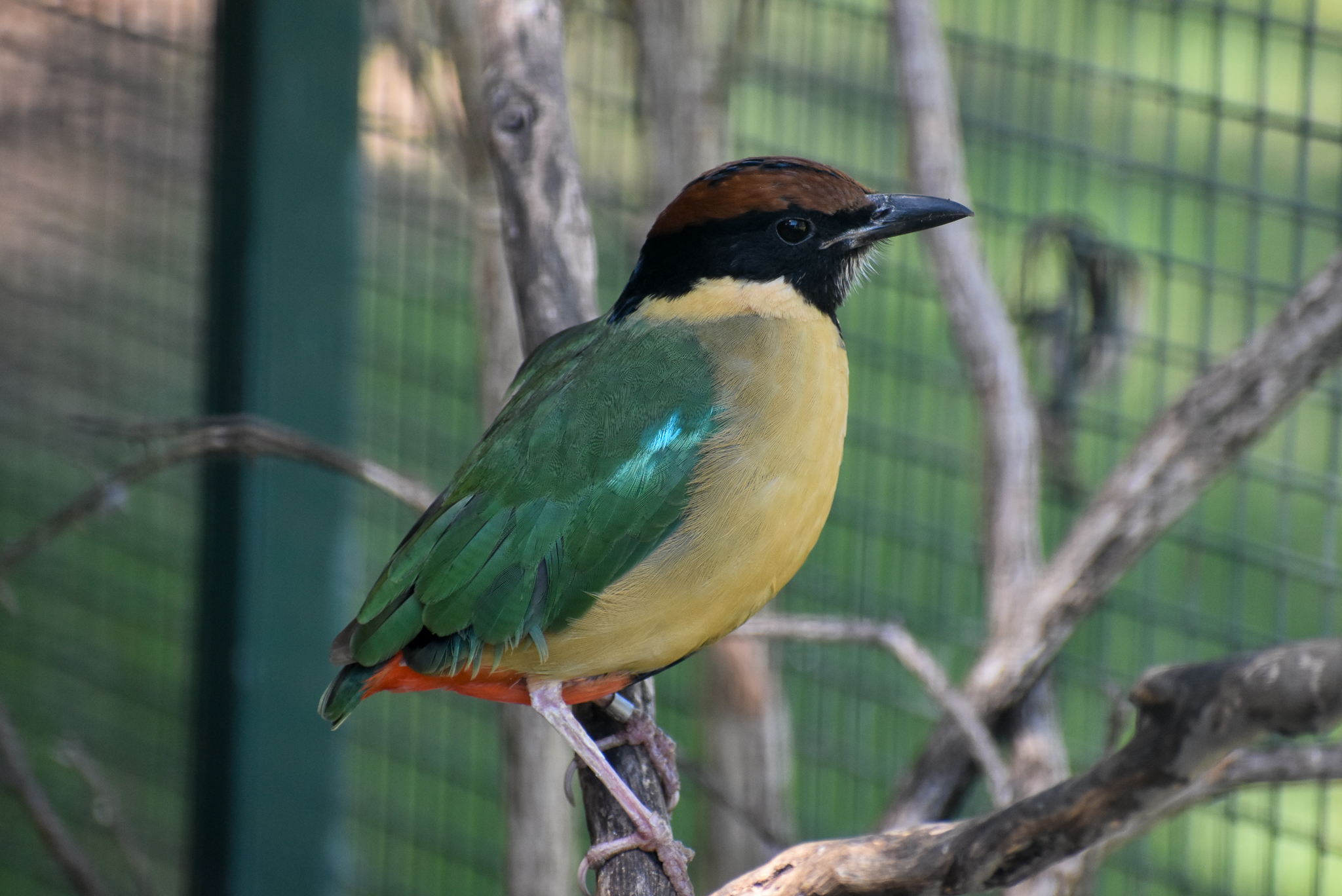 Noisy Pitta