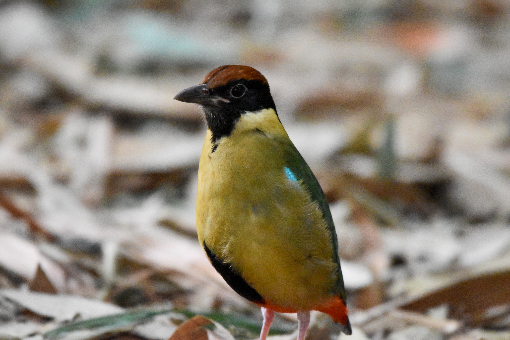 Noisy Pitta