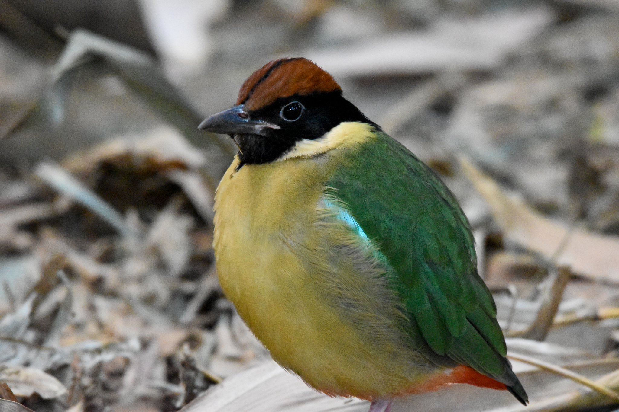 Noisy Pitta