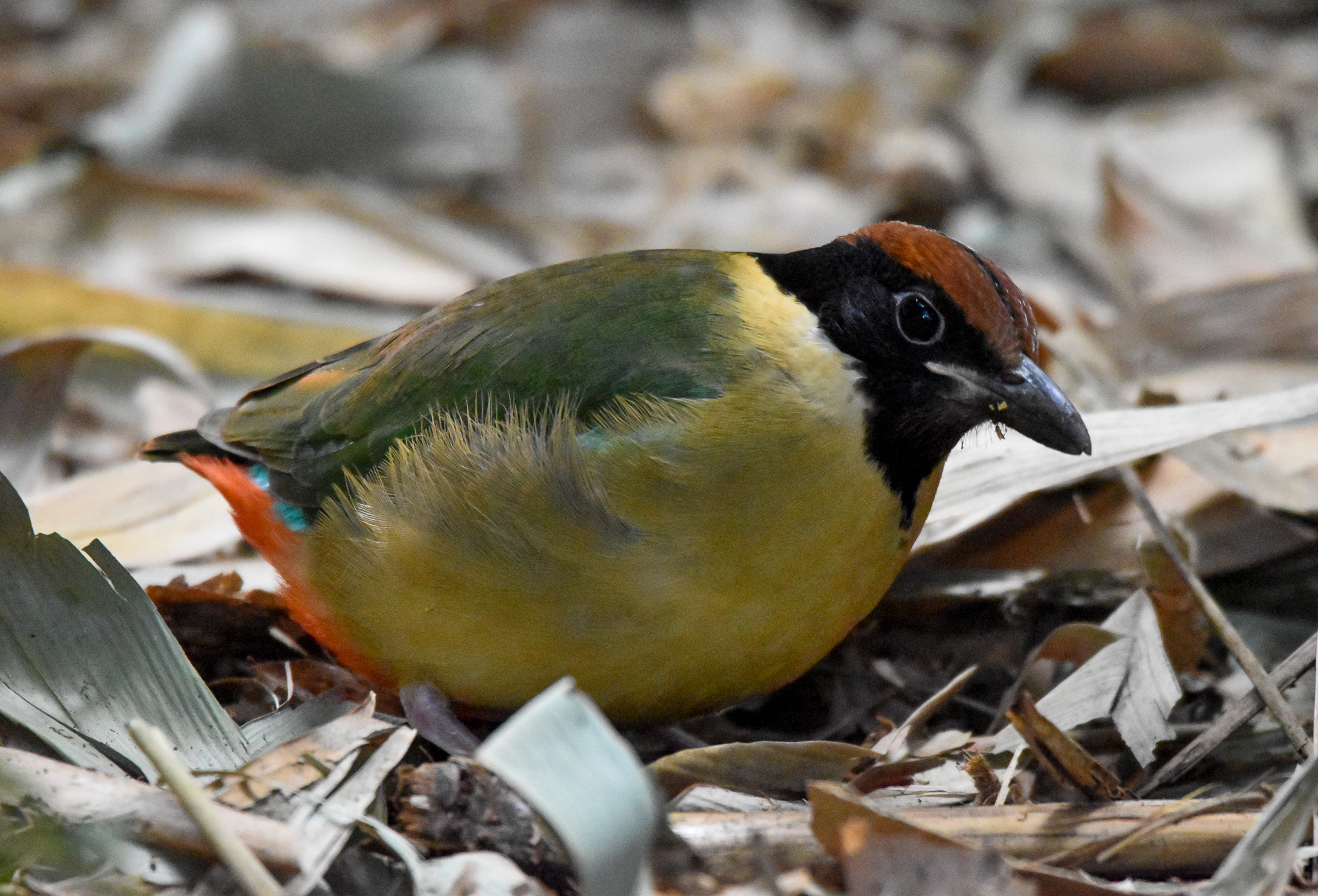Noisy Pitta