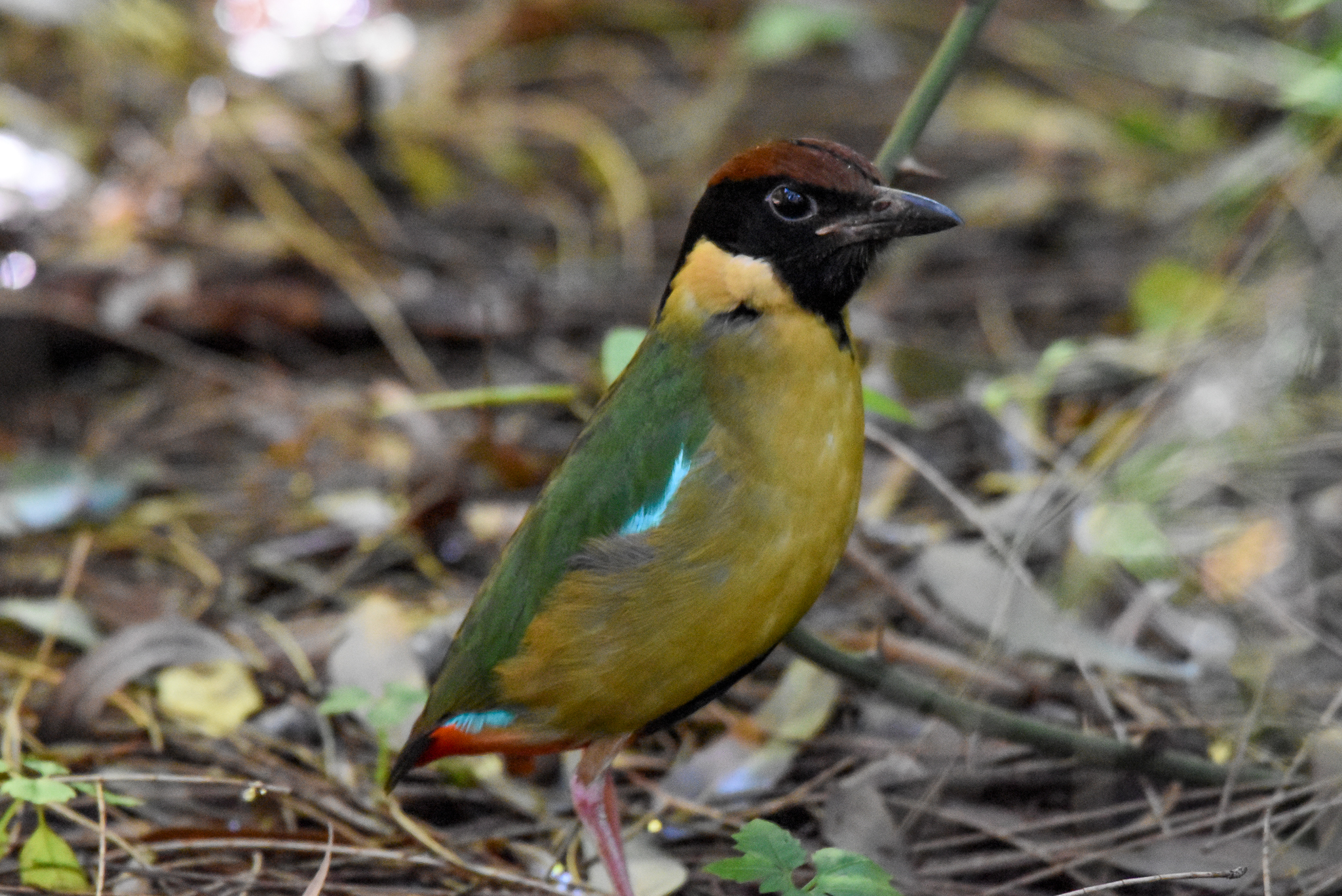 Noisy Pitta