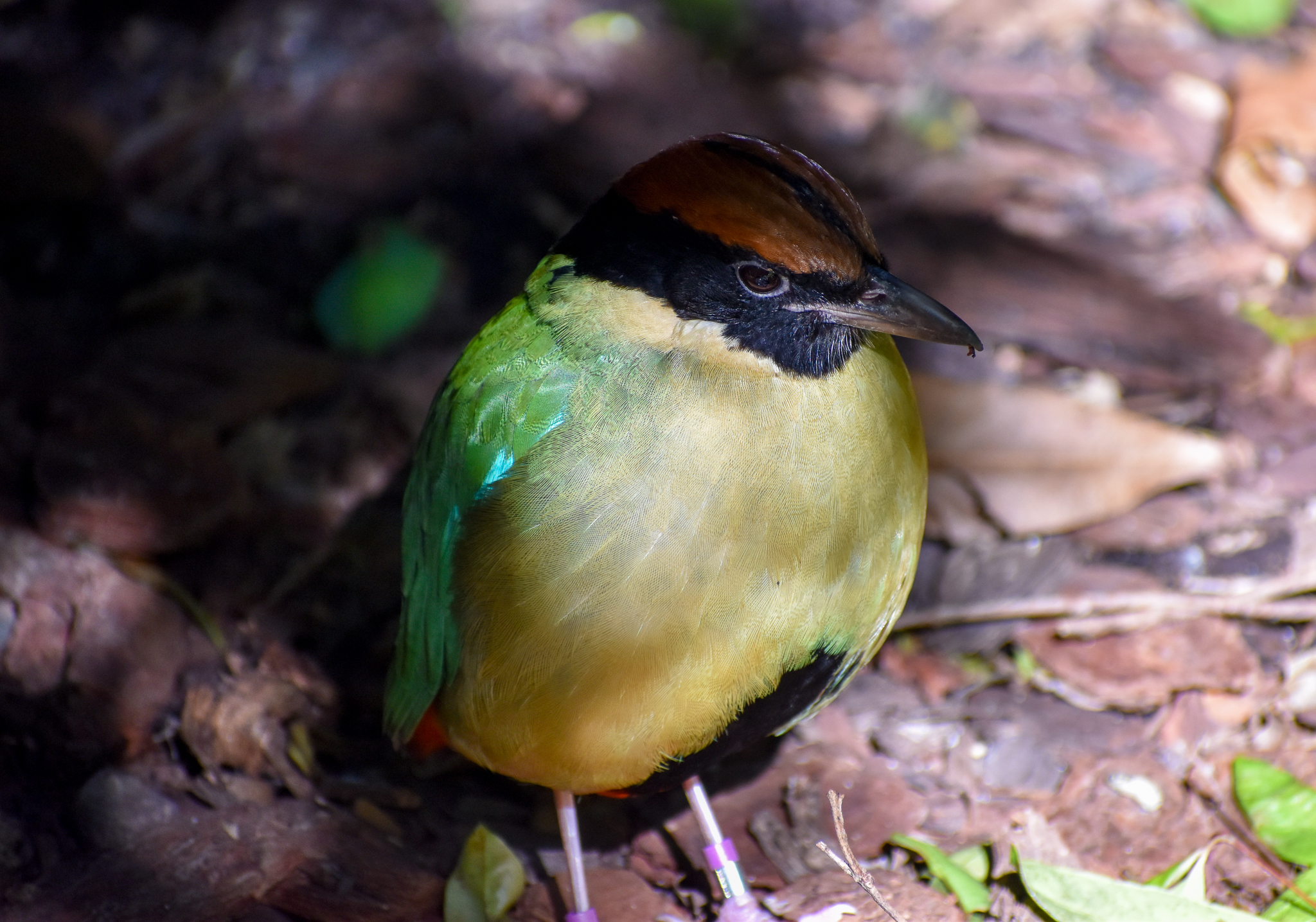 Noisy Pitta
