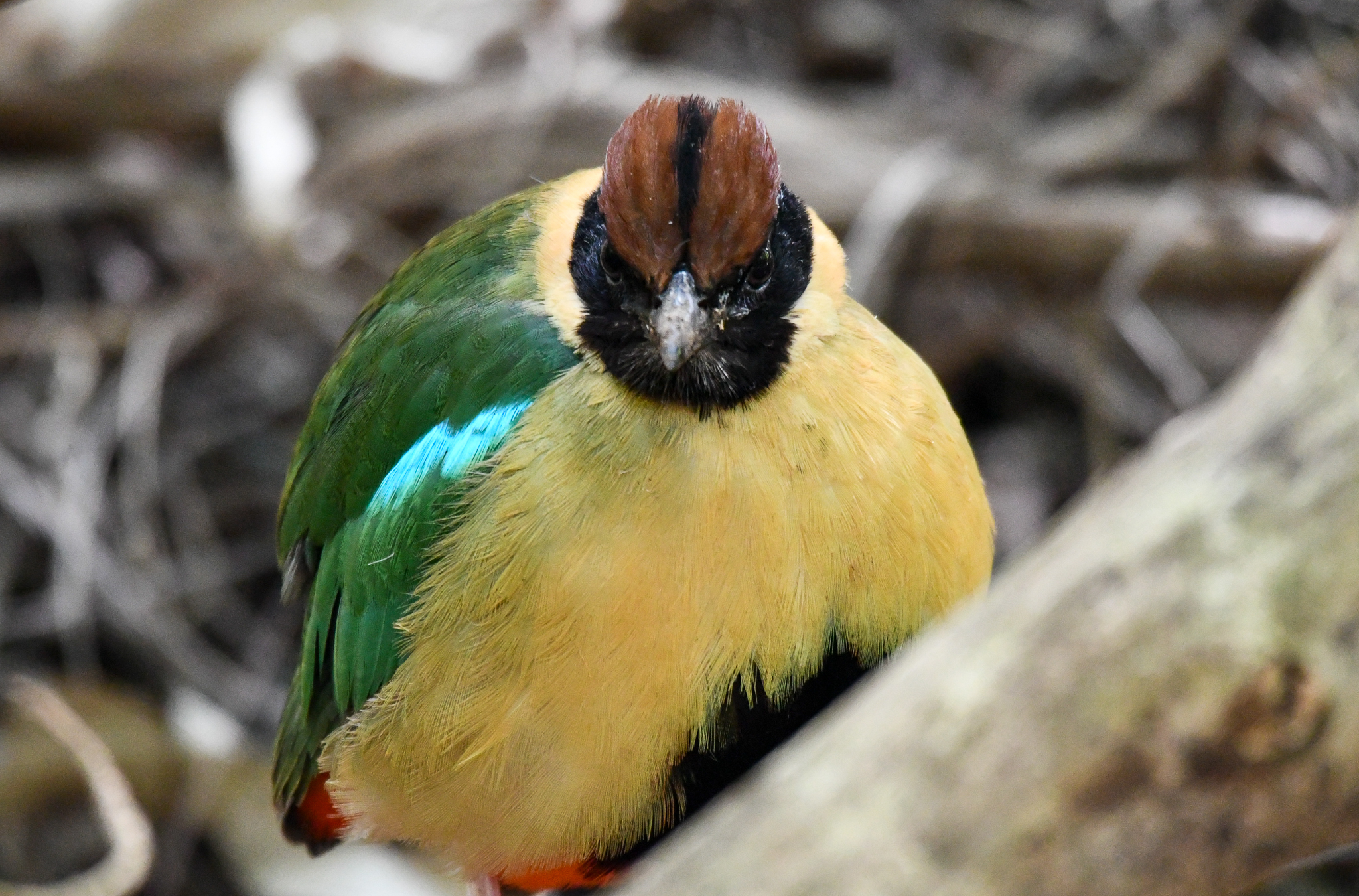 Noisy Pitta