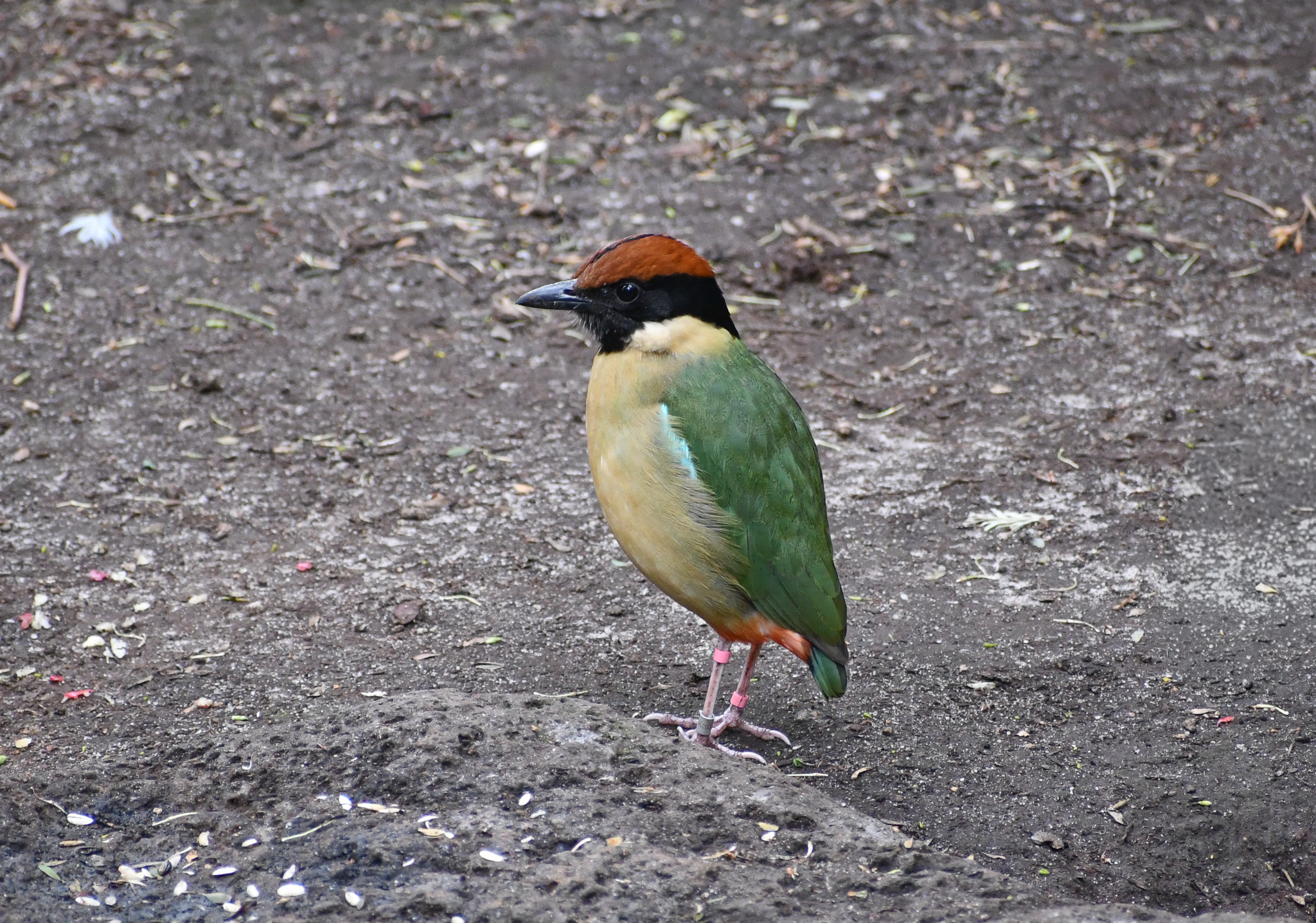 Noisy Pitta