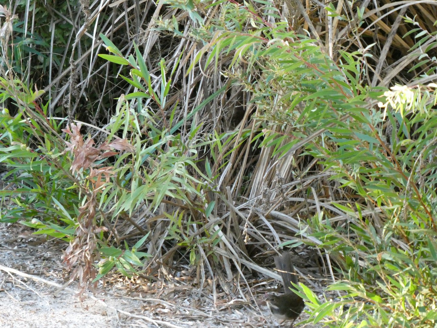 Noisy Scrub-bird (Atrichornis clamosus)