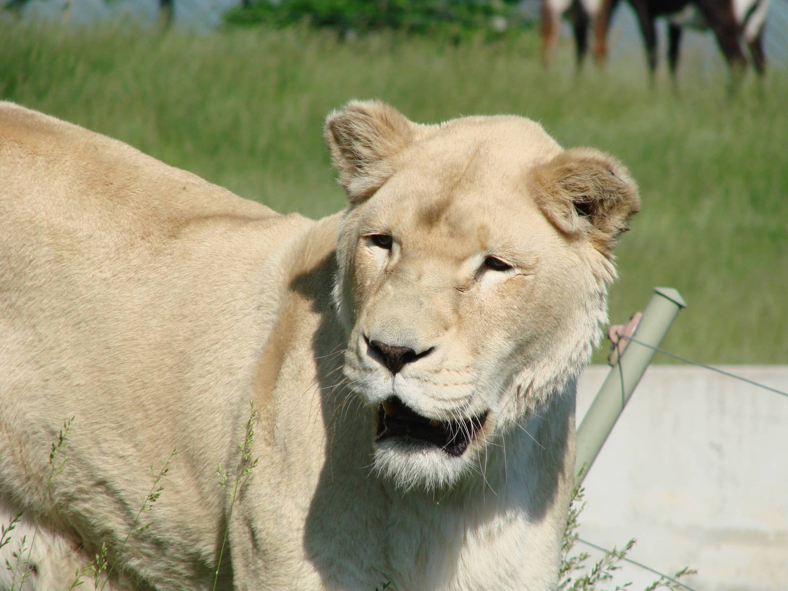 Nokonda, white lioness