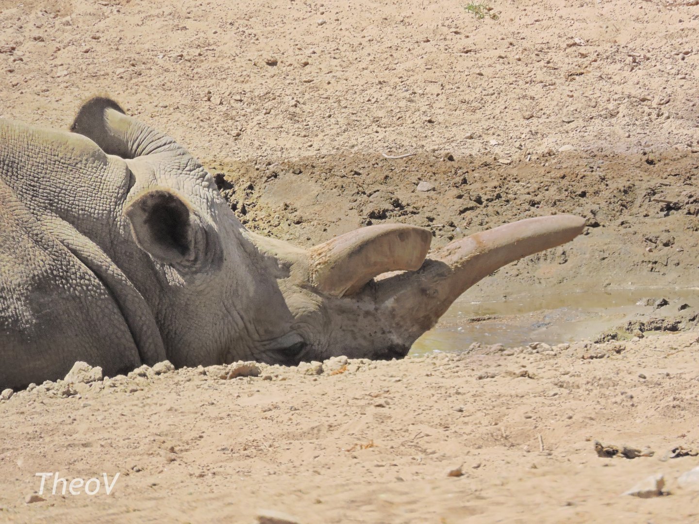 Nola, northern white rhino [2015]