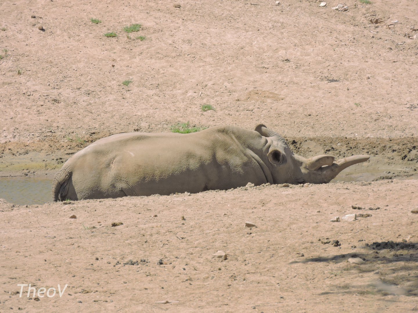 Nola, northern white rhino [2015]