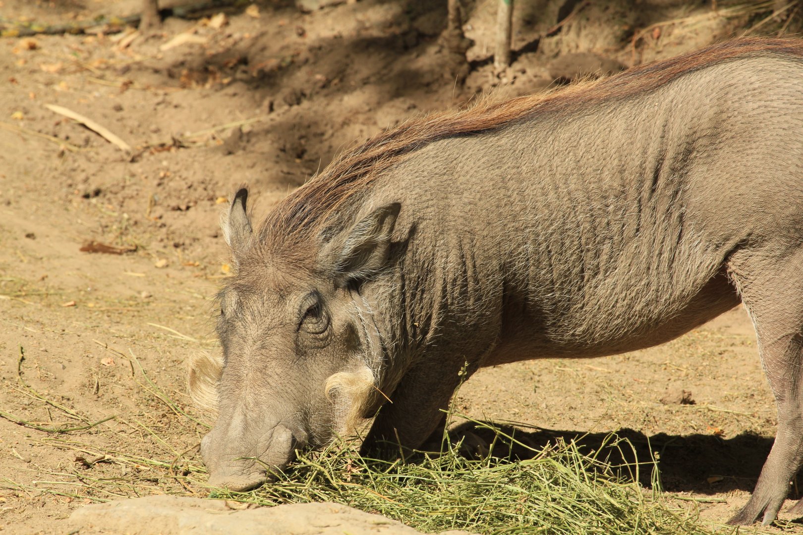 Nolan Warthog (August 2018)