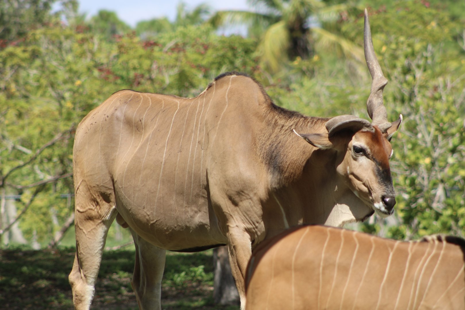 Nomad the Eastern Giant Eland (T. d. gigas)