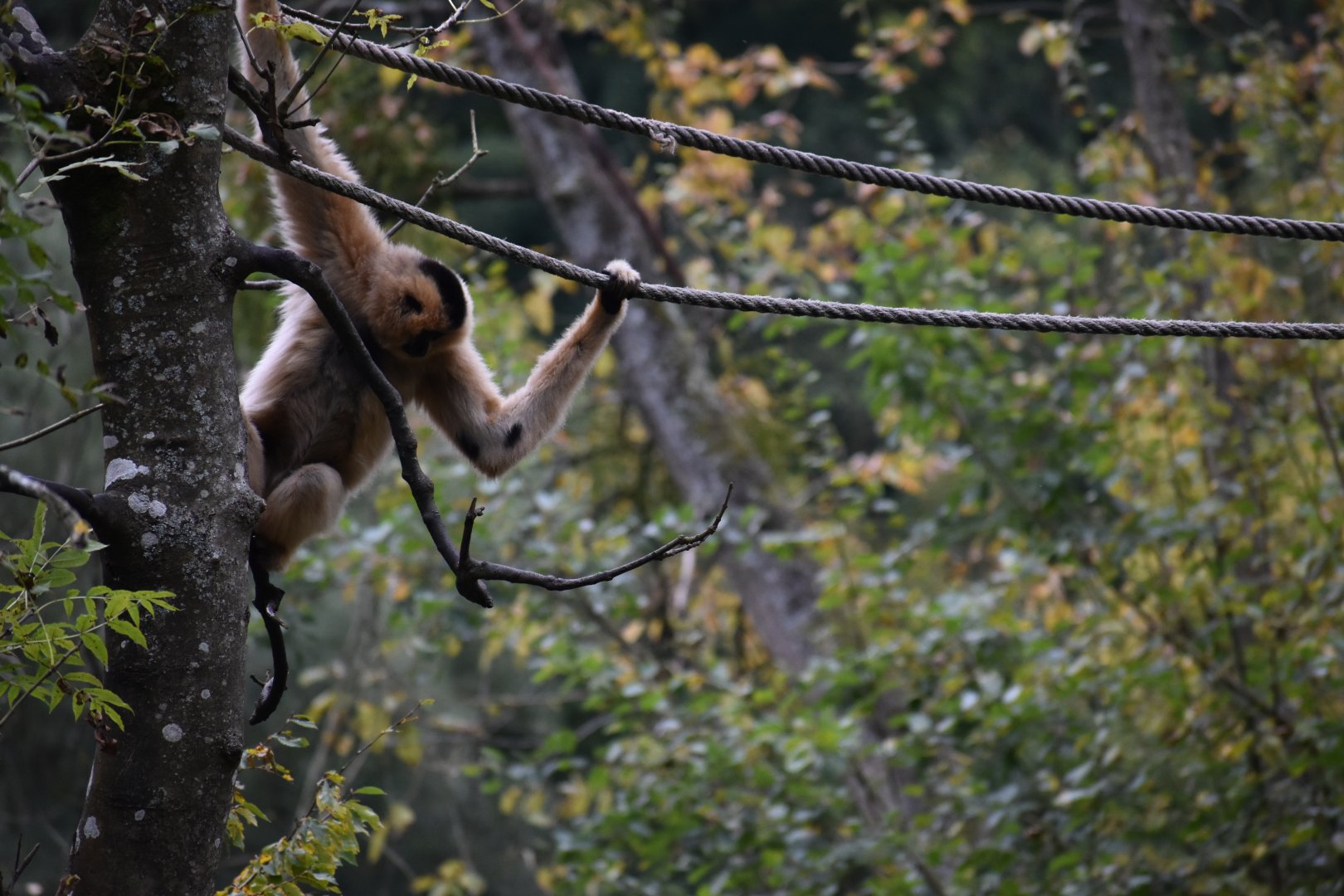 Nomascus gabriellae - Yellow-cheeked Gibbon