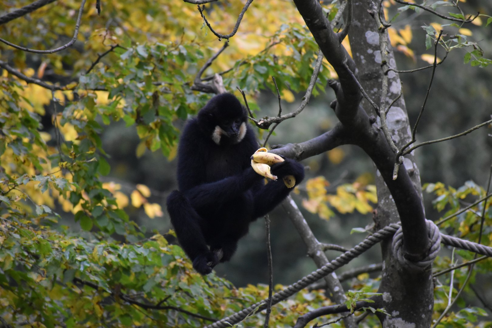 Nomascus gabriellae - Yellow-cheeked Gibbon