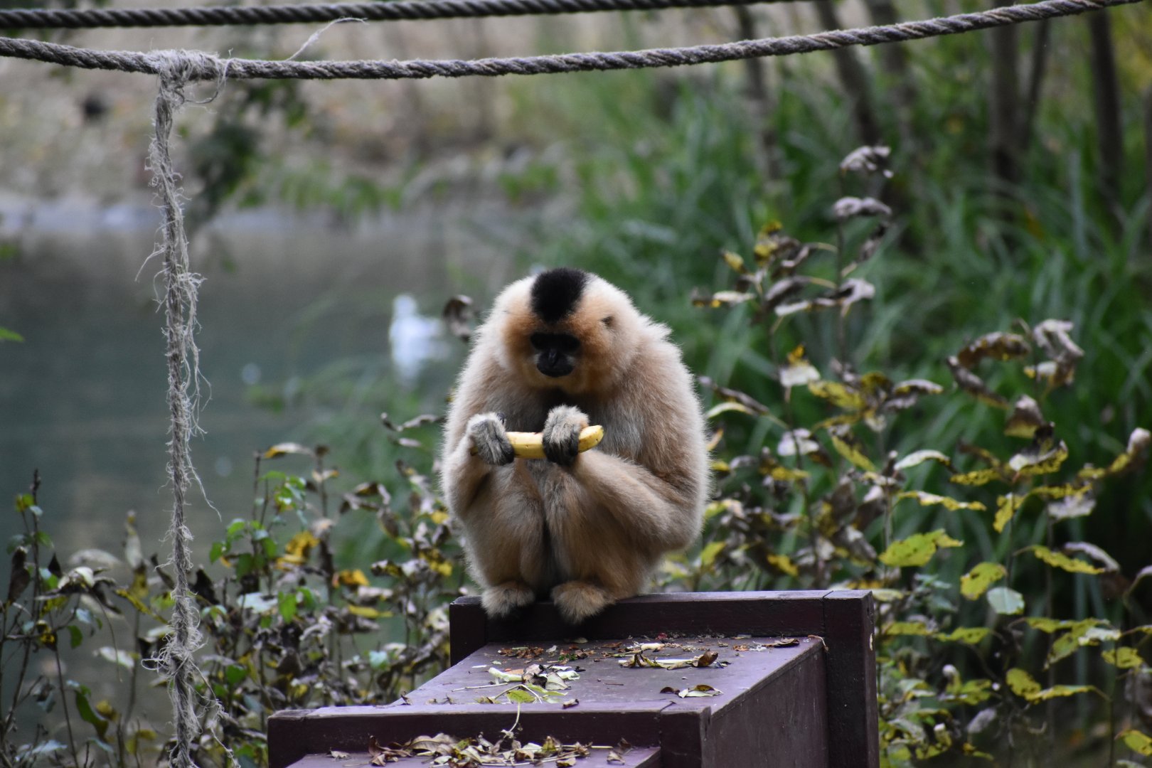 Nomascus gabriellae - Yellow-cheeked Gibbon