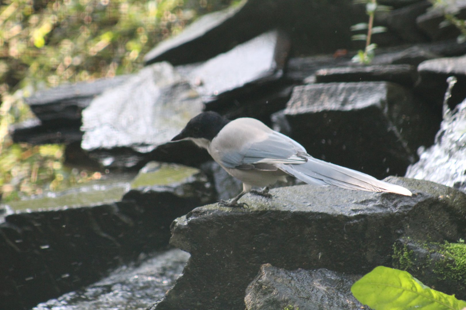 Nominate Azure-Winged Magpie