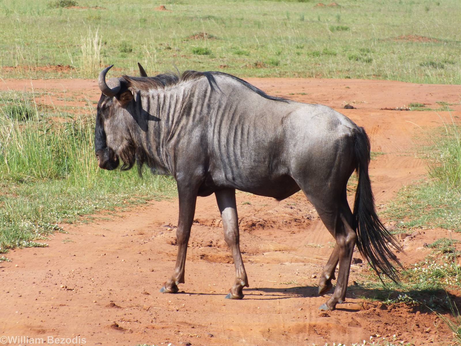Nominate Blue Wildebeest