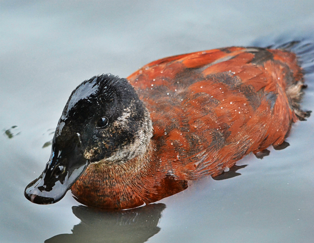 Non breeding Argentina Ruddy Duck