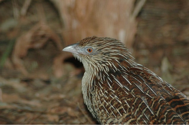 Non-breeding Pheasant Coucal