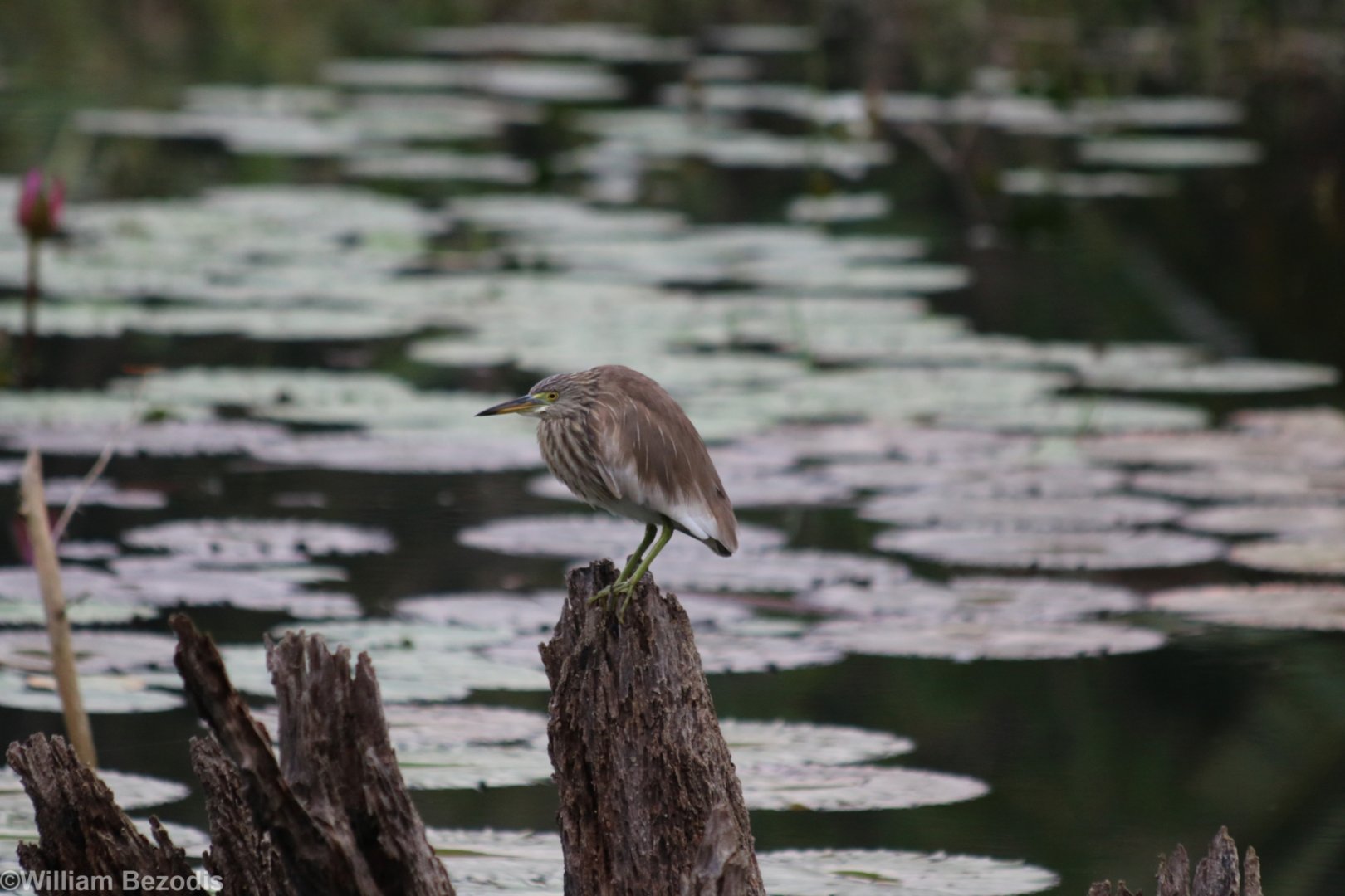 Non-breeding Pond-heron - Baan Maka Chalets