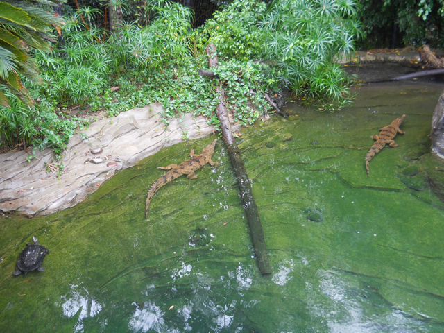 Non-gharials in gharial exhibit