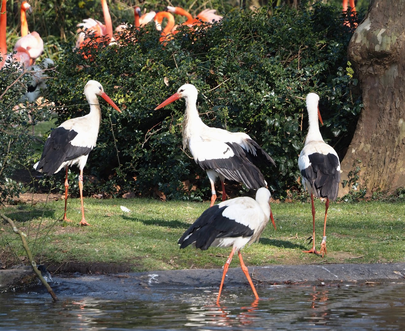 Non-releasable rescued European white storks (Ciconia ciconia), 2025-03-16