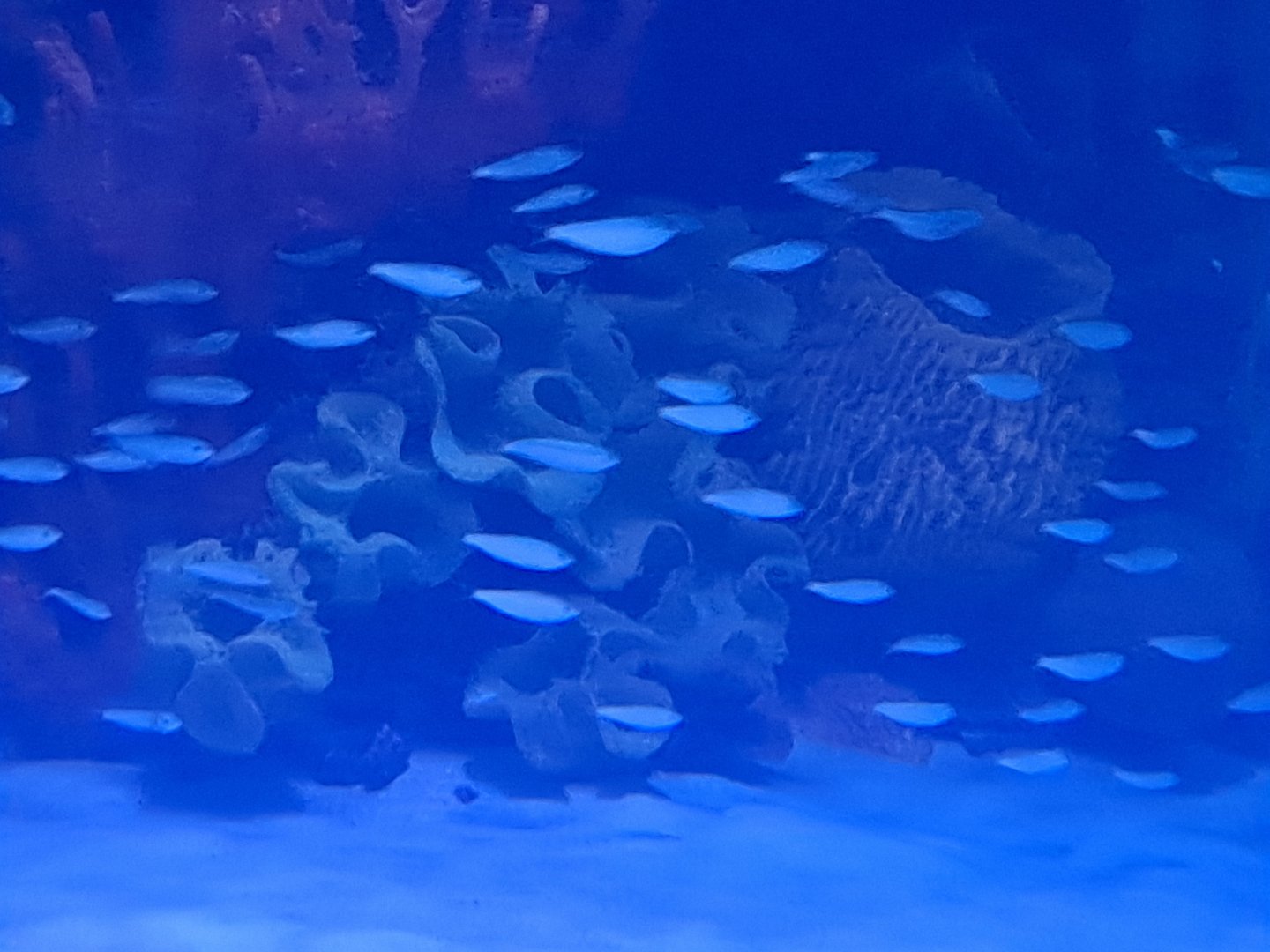 Non-Sharks in Shark Tank ID? (4/19/25)