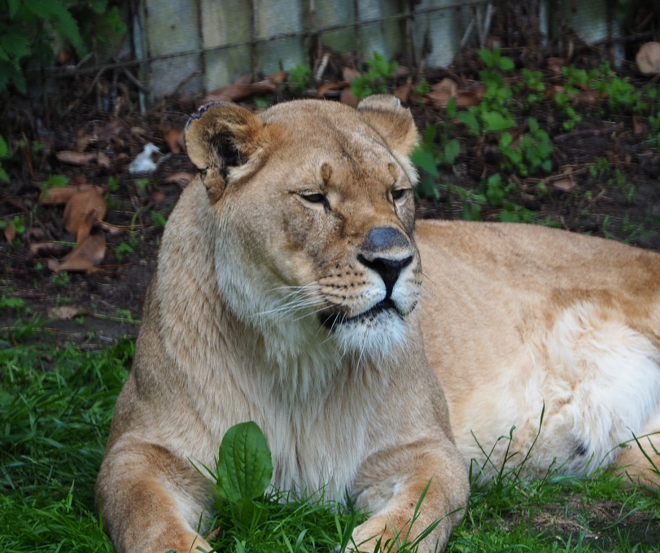 Non-subspecies-specific African lioness (Panthera leo), 2020-06-20