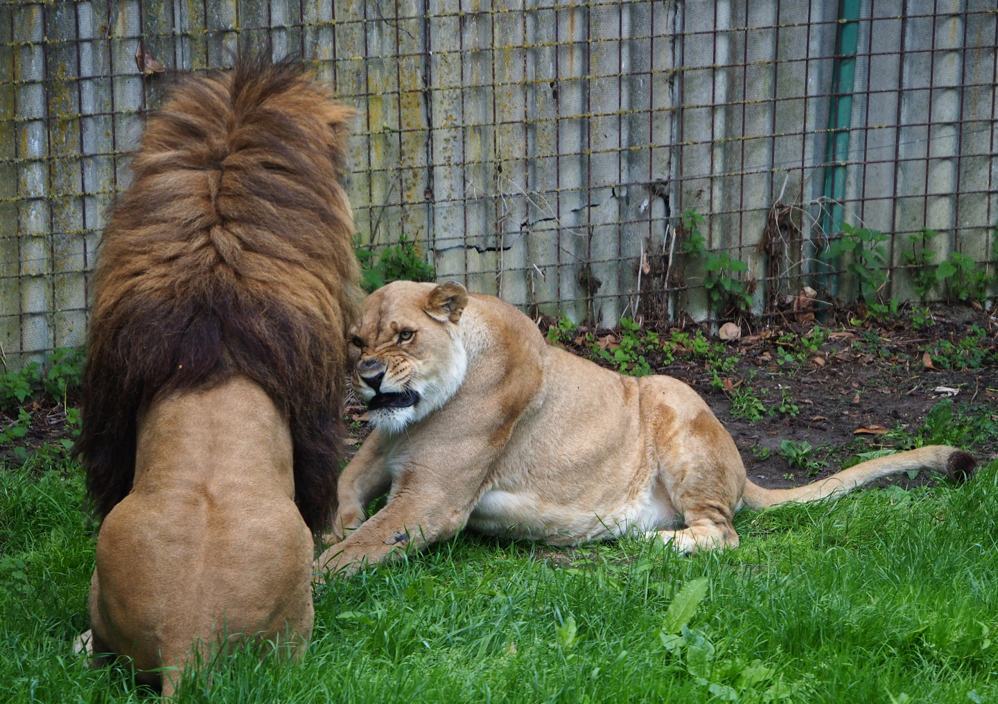 Non-subspecies-specific African lions (Panthera leo), 2020-06-20