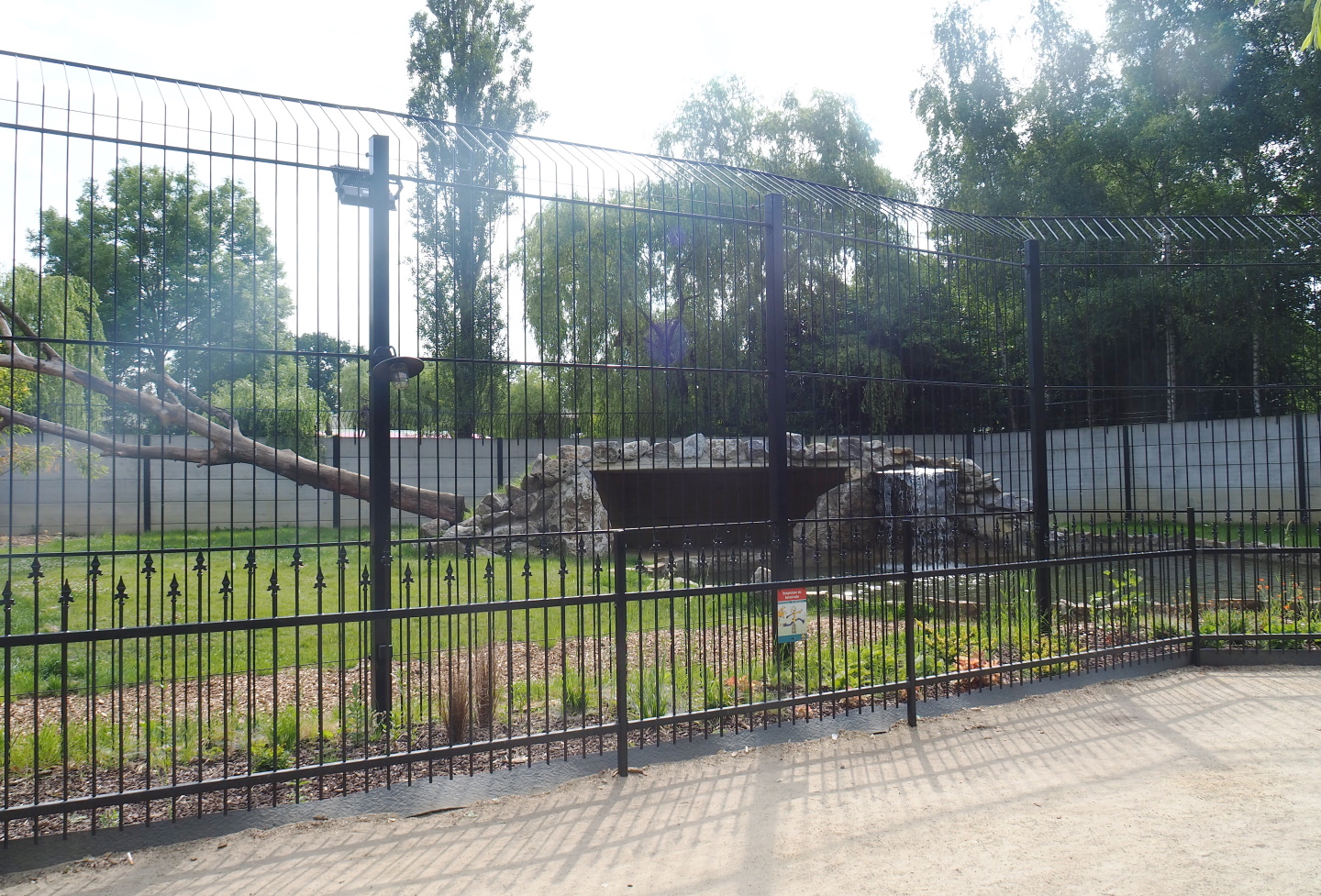 Non-subspecies specific tiger exhibit, 2021-06-15