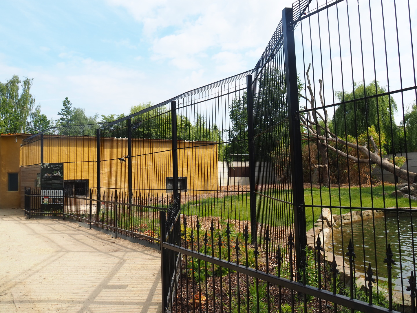 Non-subspecies specific tiger exhibit, 2021-06-15