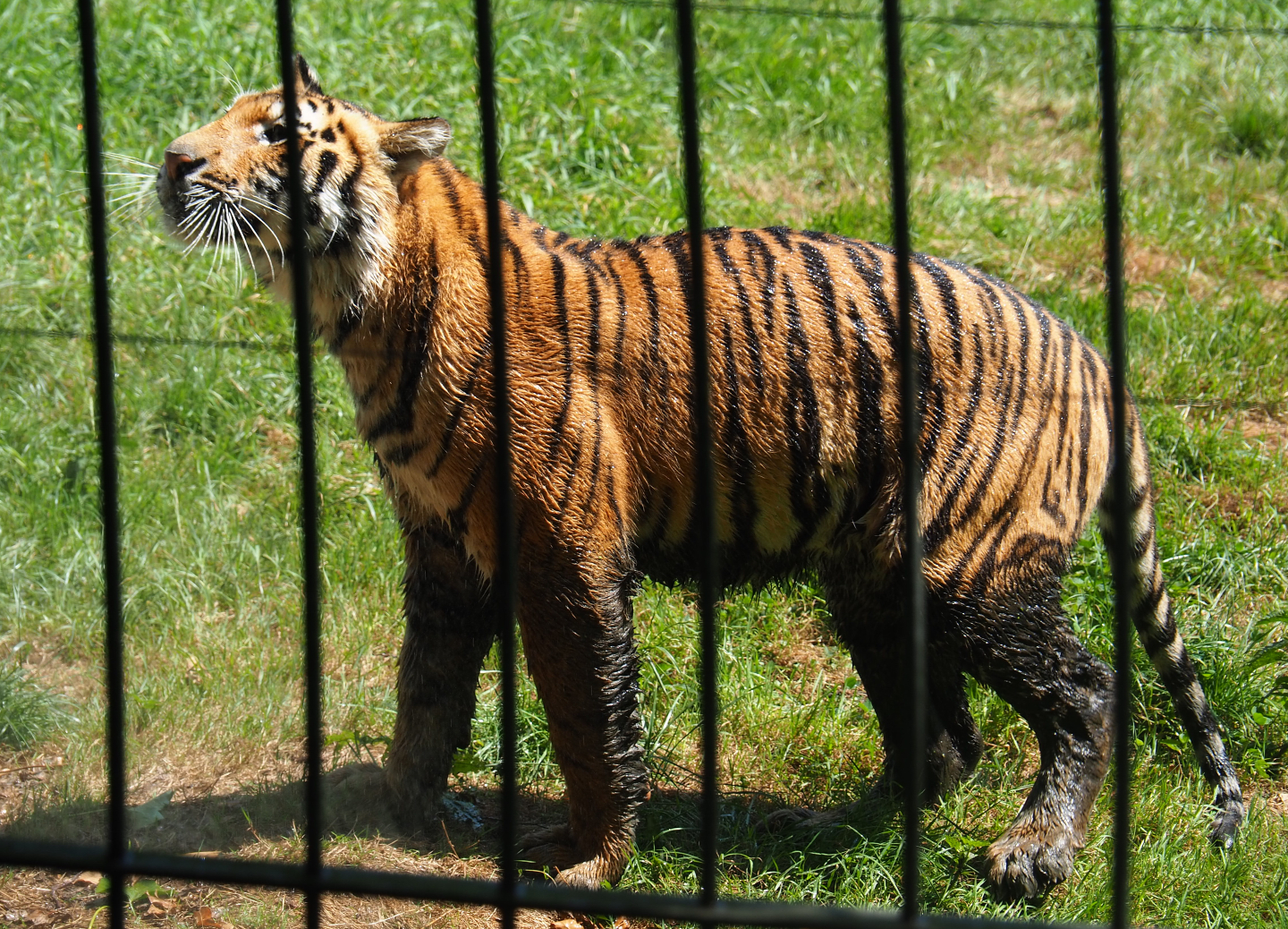Non-subspecies specific tiger Paka (Panthera tigris), 2019-08-04