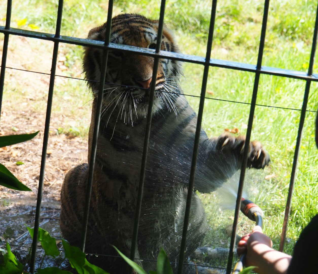 Non-subspecies specific tiger Paka (Panthera tigris) getting a shower from a keeper, 2019-08-04