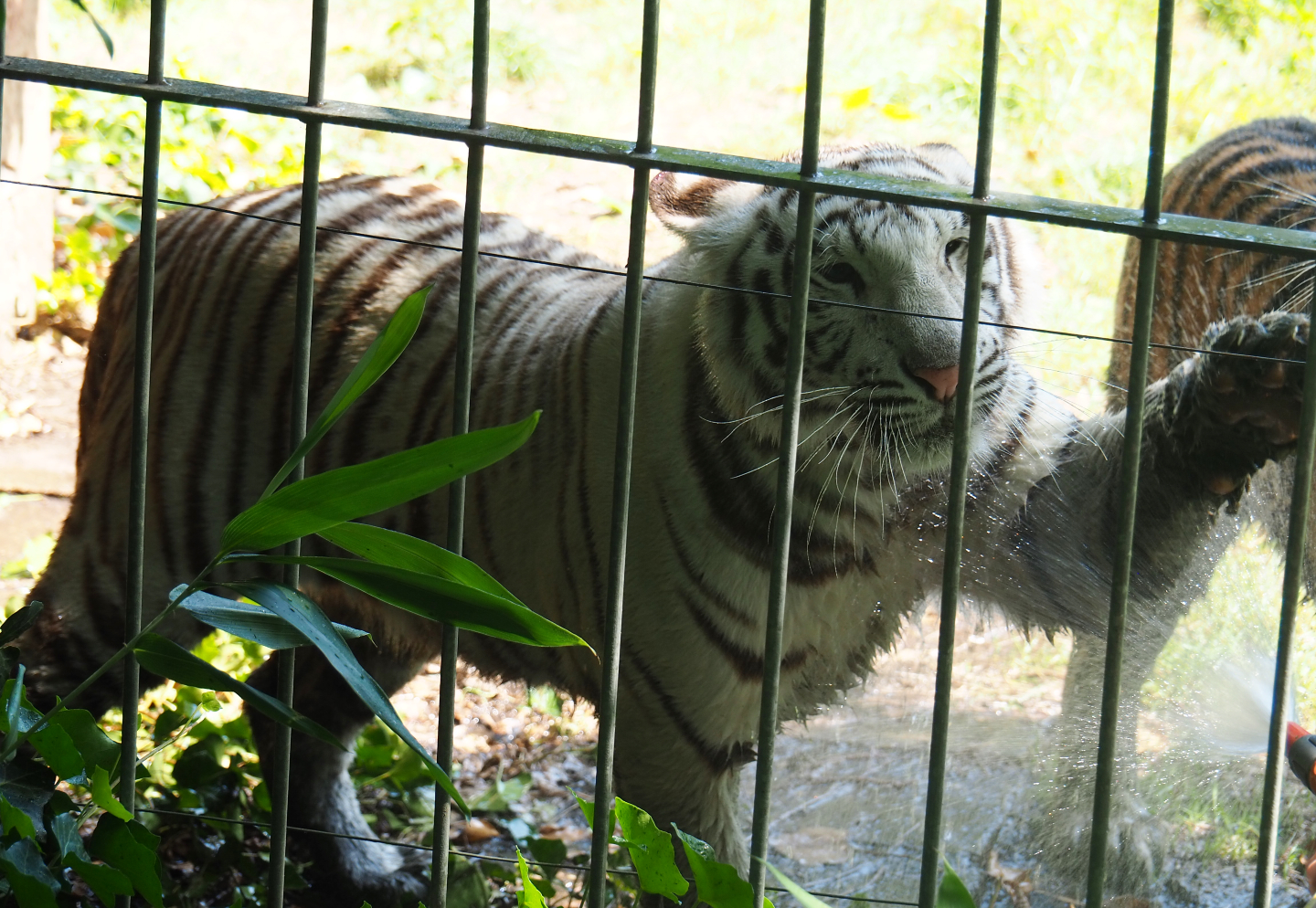 Non-subspecies specific white tiger Awi (Panthera tigris) getting a shower from a keeper, 2019-08-04
