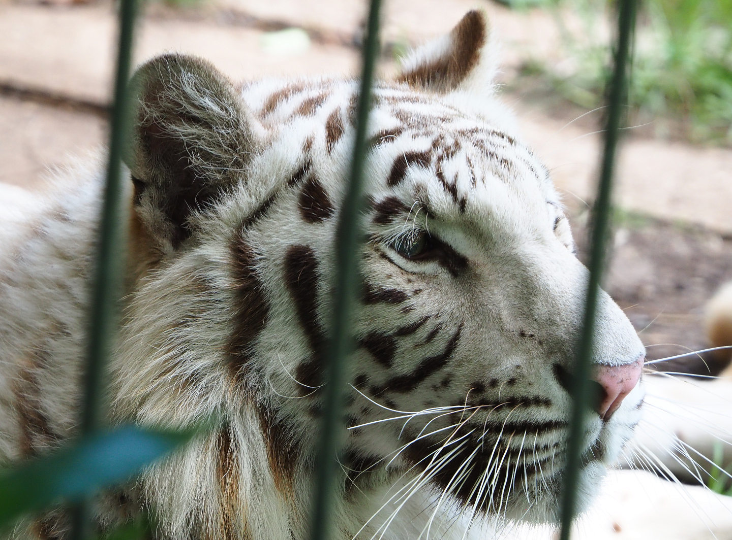 Non-subspecies-specific White tiger (Panthera tigris) Awi, 2020-06-20