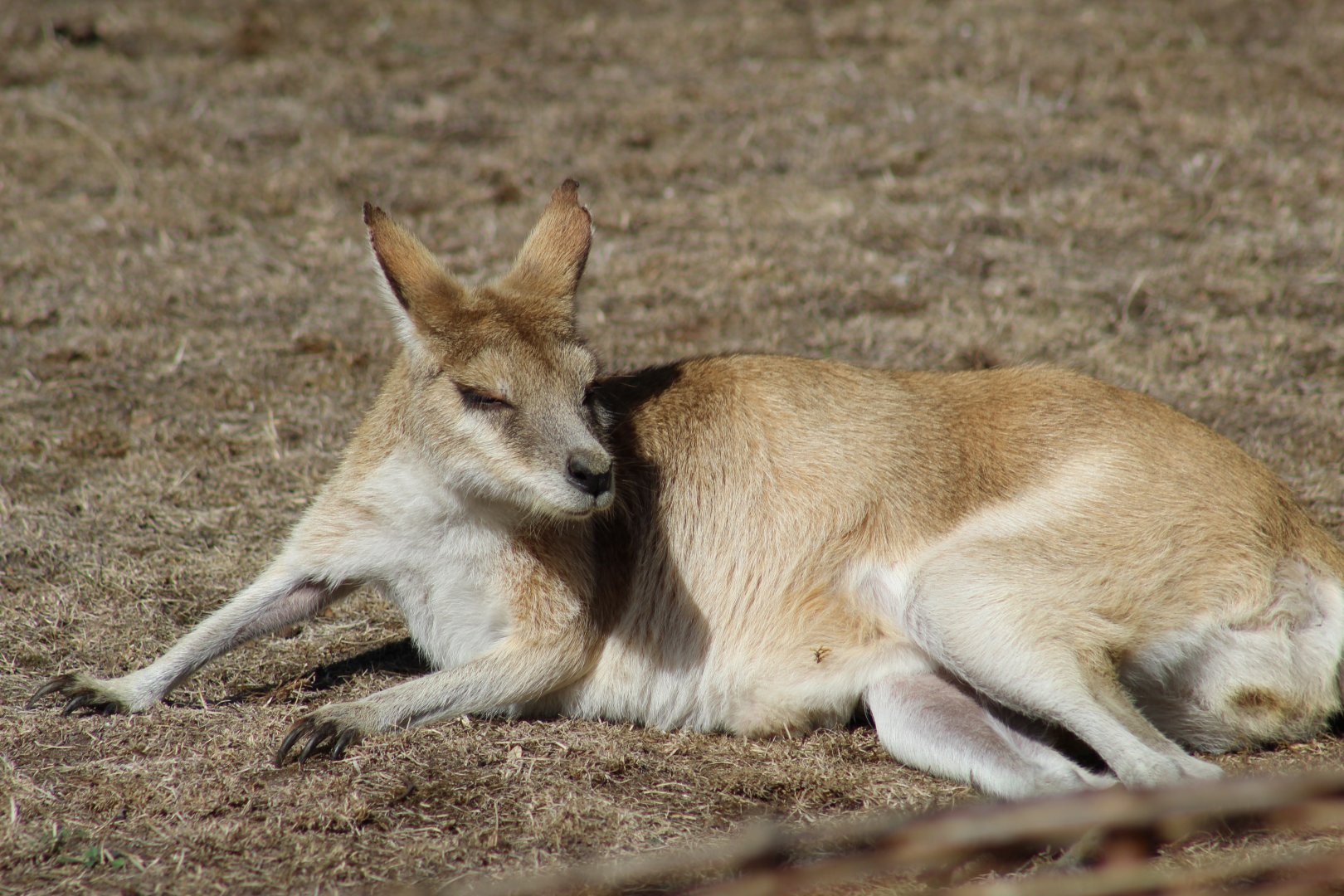 Non-Subspecific Agile Wallaby