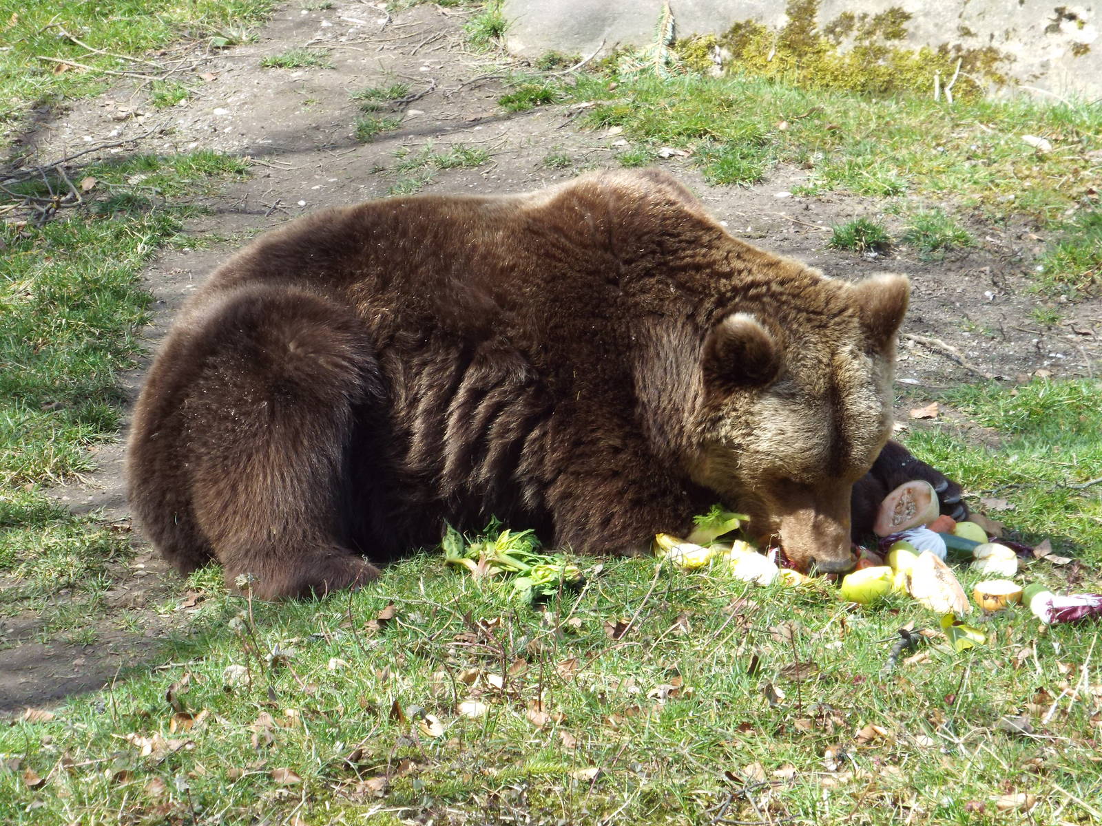 Non-subspecific Brown Bear (Ursus arctos) at Tierpark Hellabrunn - April 9t