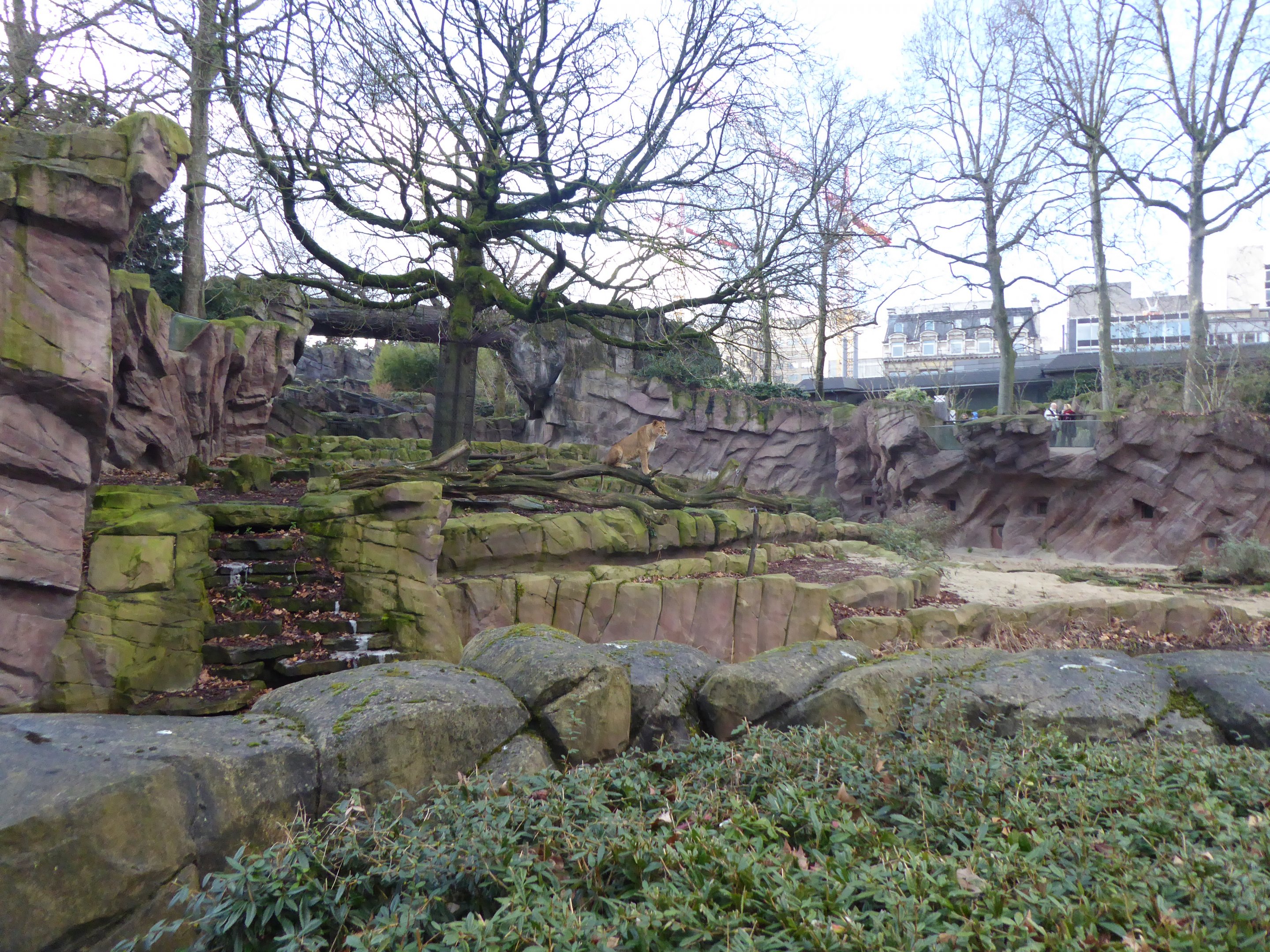 Non-subspecific Lion exhibit