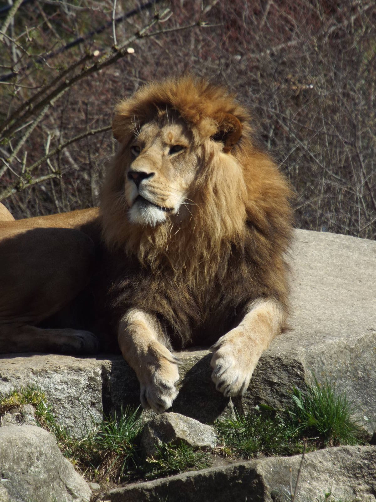Non-subspecific Lion (Panthera leo) at Tierpark Hellabrunn - April 9th 2015