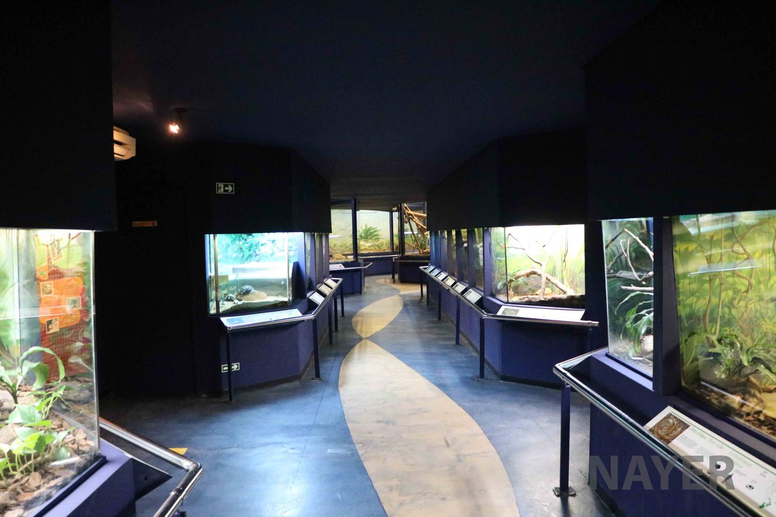 Non-venomous snake displays - Instituto Butantan, 2016