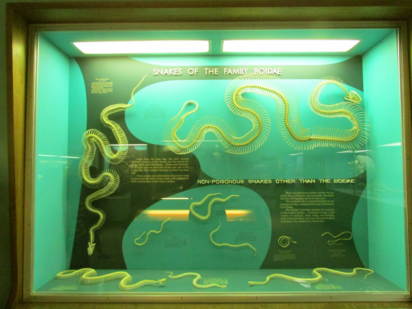 Non-Venomous Snake Skeletons