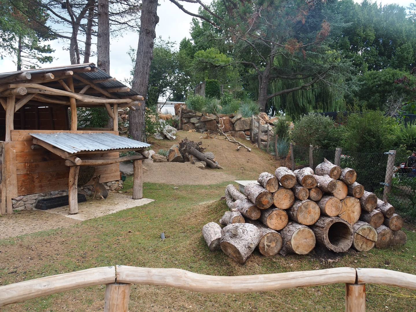 Non-walk-through section of the Patagonian mara exhibit, 2022-08-28